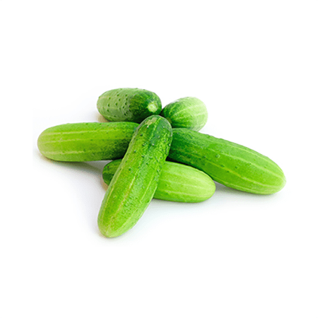 Cucumber