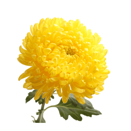 Chrysanthemum