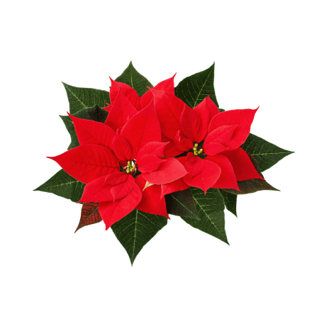 Poinsettia