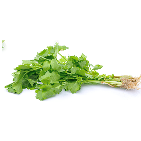 Coriander