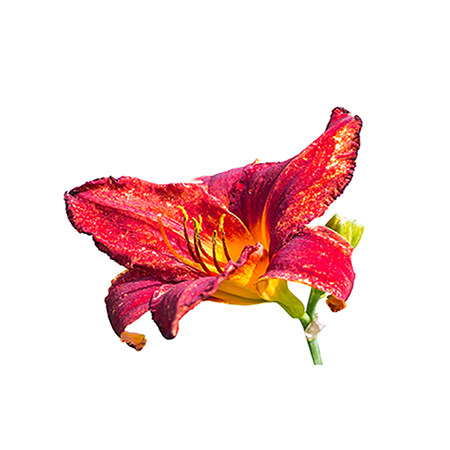 Daylily