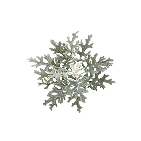 Dusty Miller