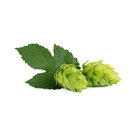 Hops