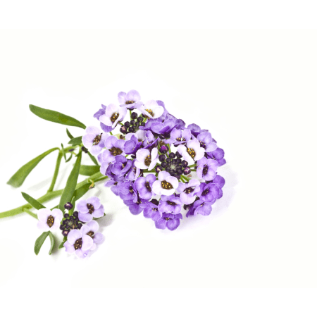 Alyssum