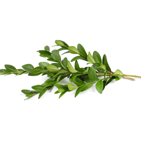 Buxus