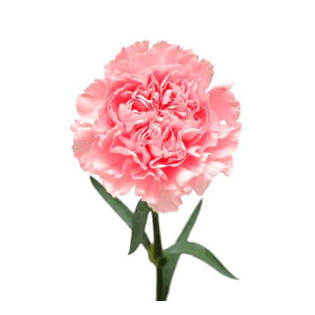 Carnation