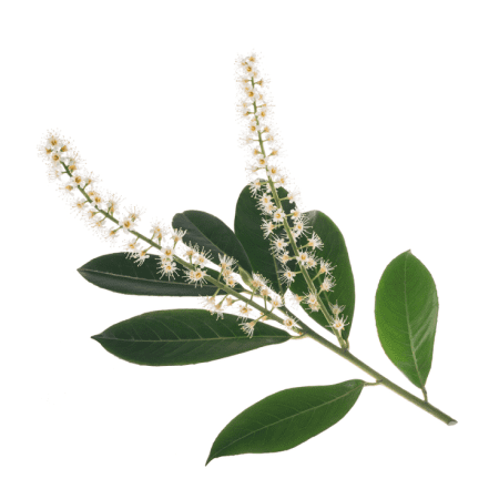 Cherry Laurel