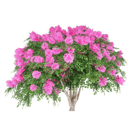 Crape Myrtle