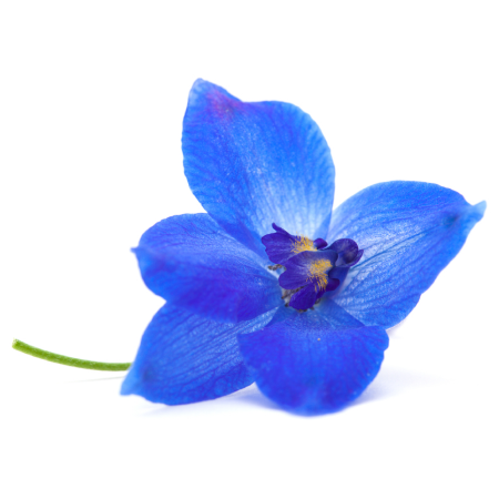 Delphinium