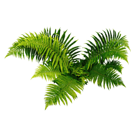 Ferns
