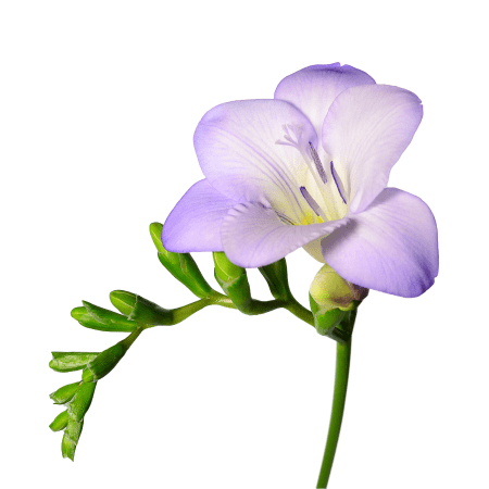 Freesia