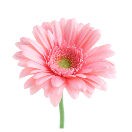 Gerbera