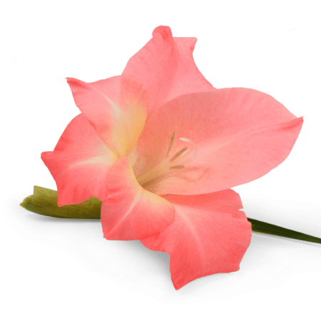 Gladiola