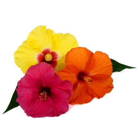 Hibiscus