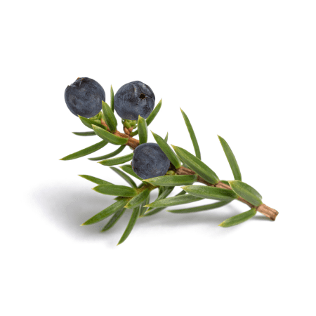 Juniper