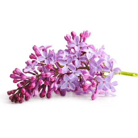 Lilac