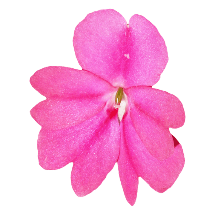 New Guinea Impatiens