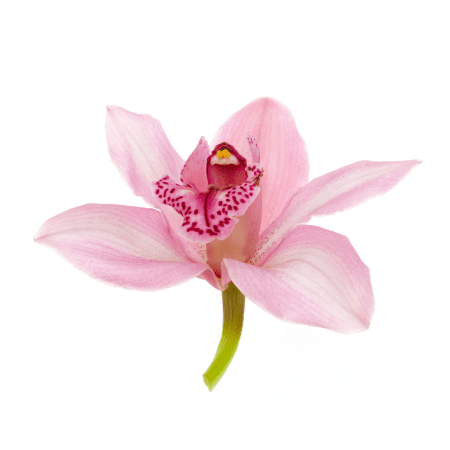 Orchid