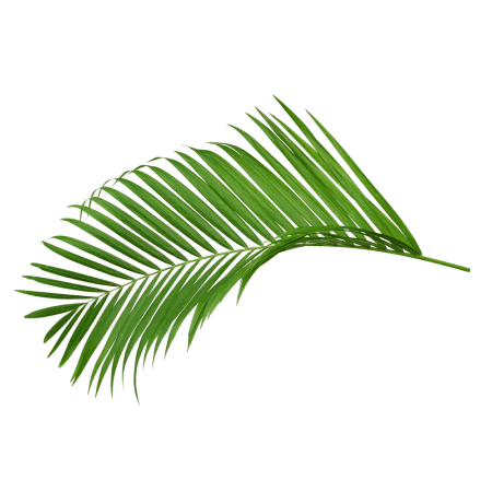 Palms