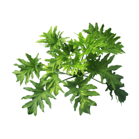 Philodendron Selloum