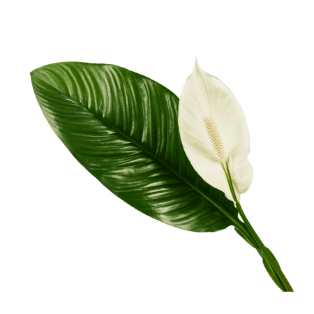 Spathiphyllum