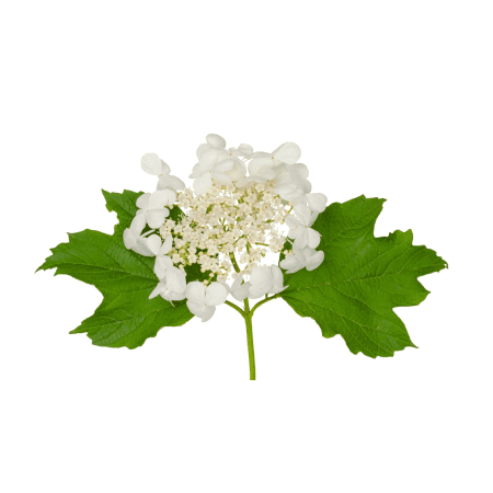 Viburnum