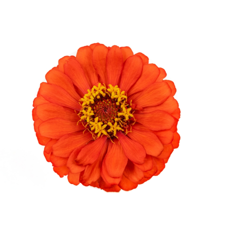 Zinnia