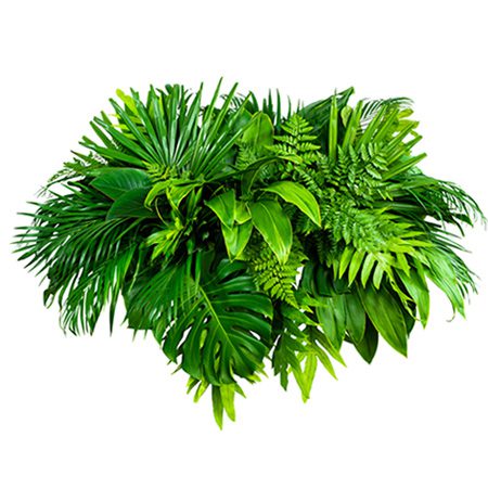 Tropical Foliage