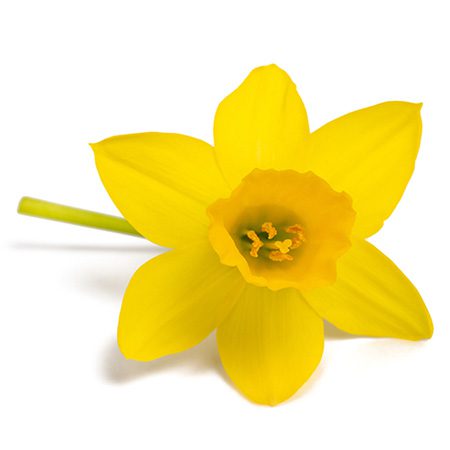 Daffodil