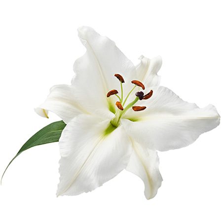 Easter Lily